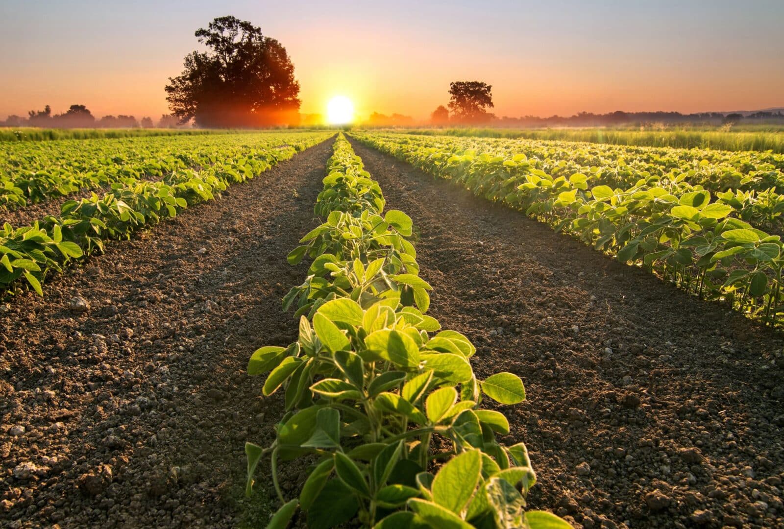 Mudança no calendário de plantio da soja em Mato Grosso gera preocupação ambiental