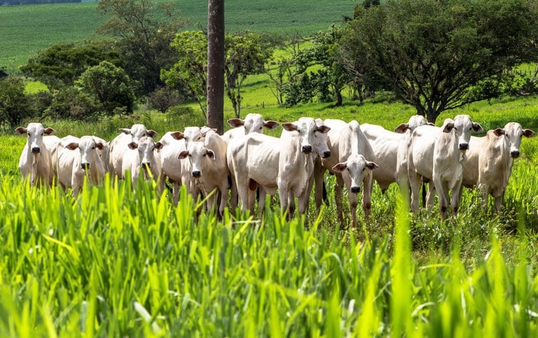 Prazo para produtores de Mato Grosso informarem ao Indea estoque de rebanho termina no dia 4 de junho