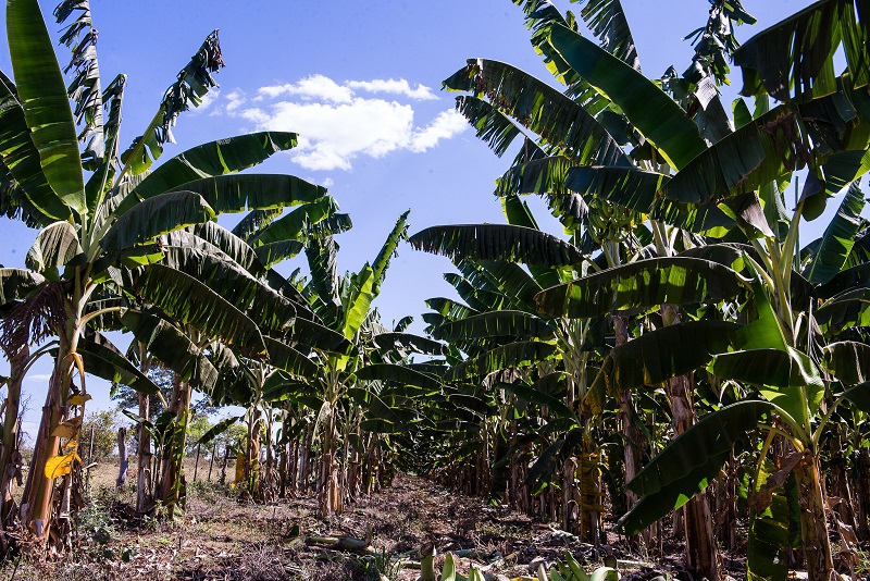 Cultivo da fruta mais produzida em MT é fomentado pelo Governo com entrega de 83 mil mudas só em 2024