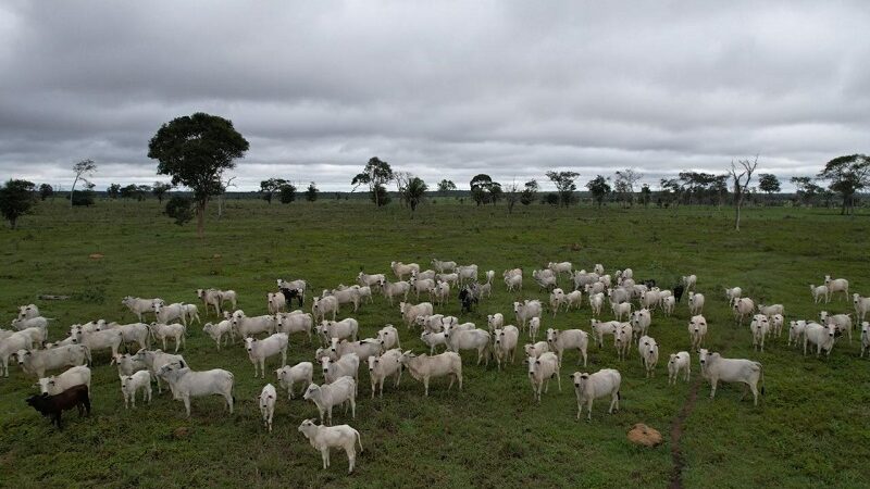 MT prorroga prazo para vacinação contra brucelose