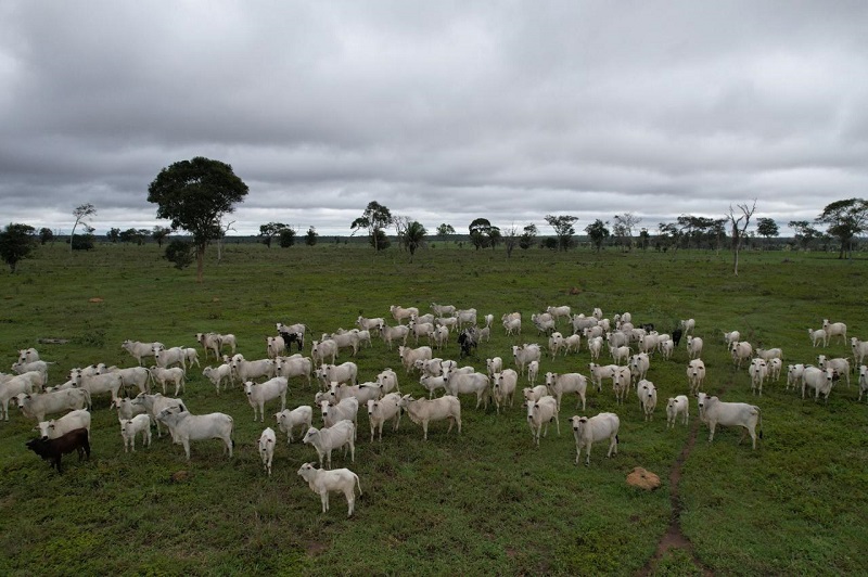 MT prorroga prazo para vacinação contra brucelose