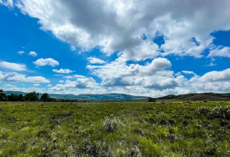 Projeto que permite exploração agrícola de campos nativos é um retrocesso na proteção ambiental, diz IAB