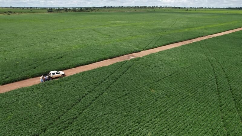 Vazio sanitário da soja começa neste sábado (08) em Mato Grosso