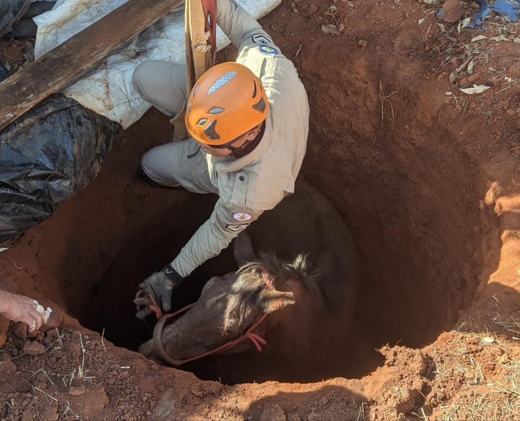 Corpo de Bombeiros realiza dois resgates de animais em diferentes municípios