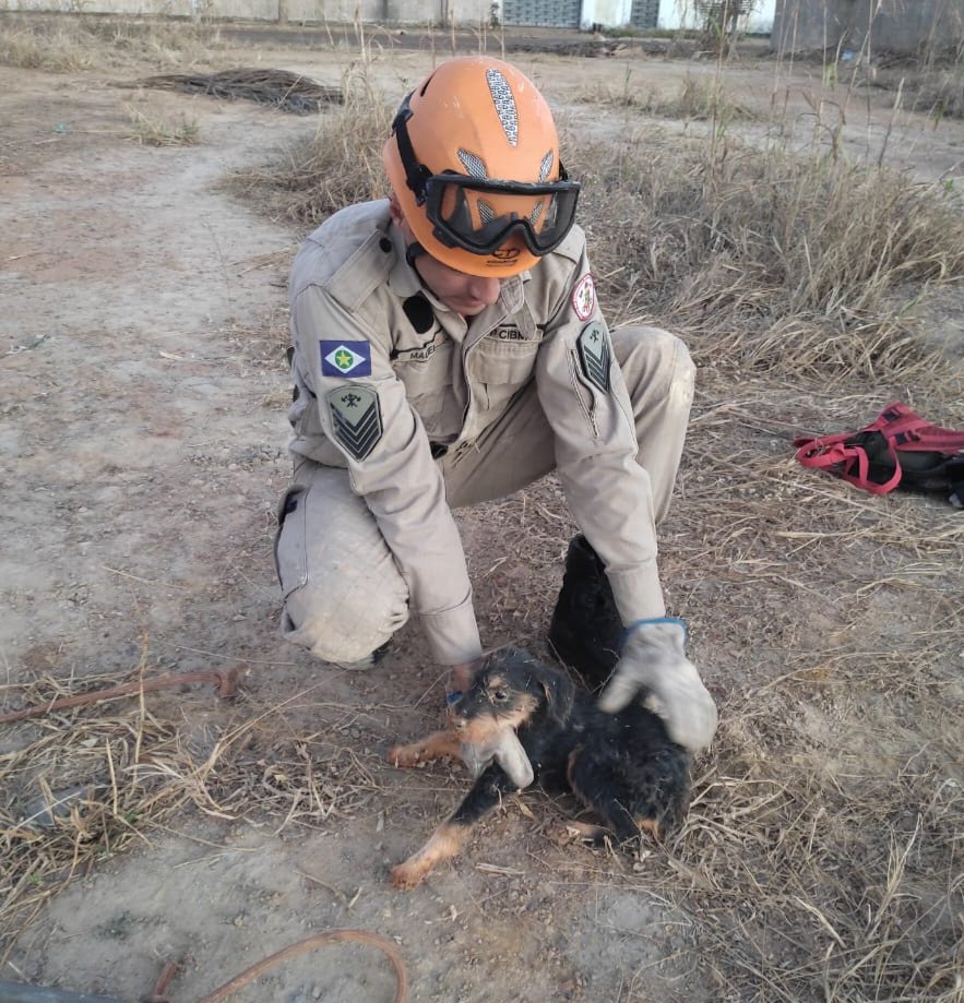 Bombeiros resgatam cachorro que caiu em buraco de 5 metros de profundidade