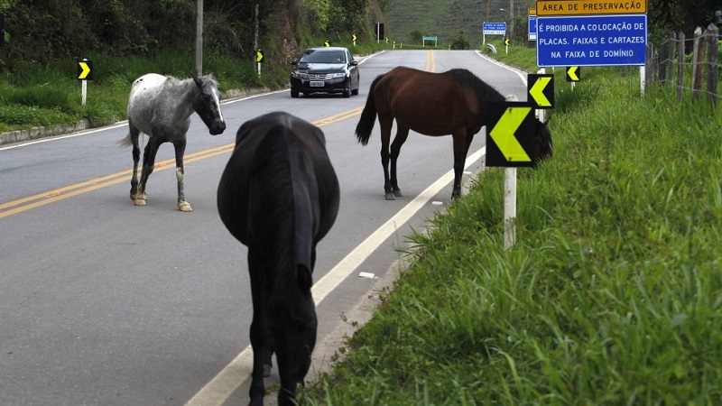 Concessionária responde por acidentes causados por animais domésticos na rodovia, decide Corte Especial