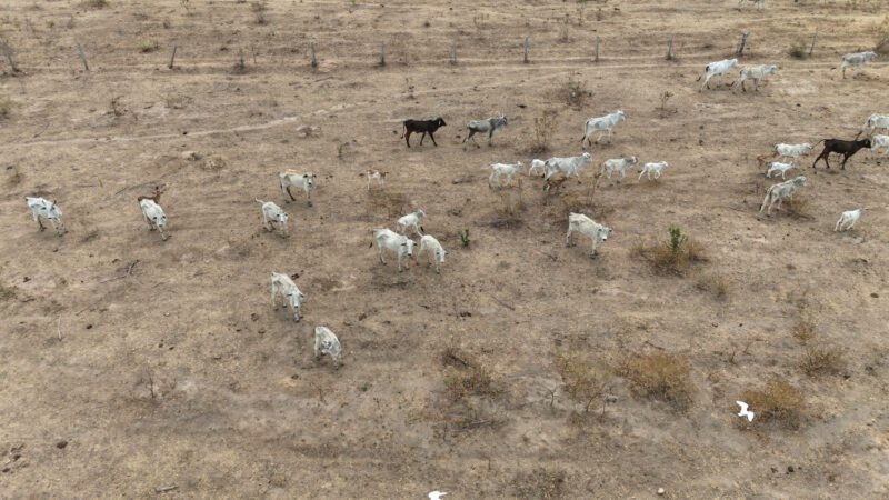 Polícia Civil investiga maus-tratos contra bovinos em propriedades rurais em Jauru