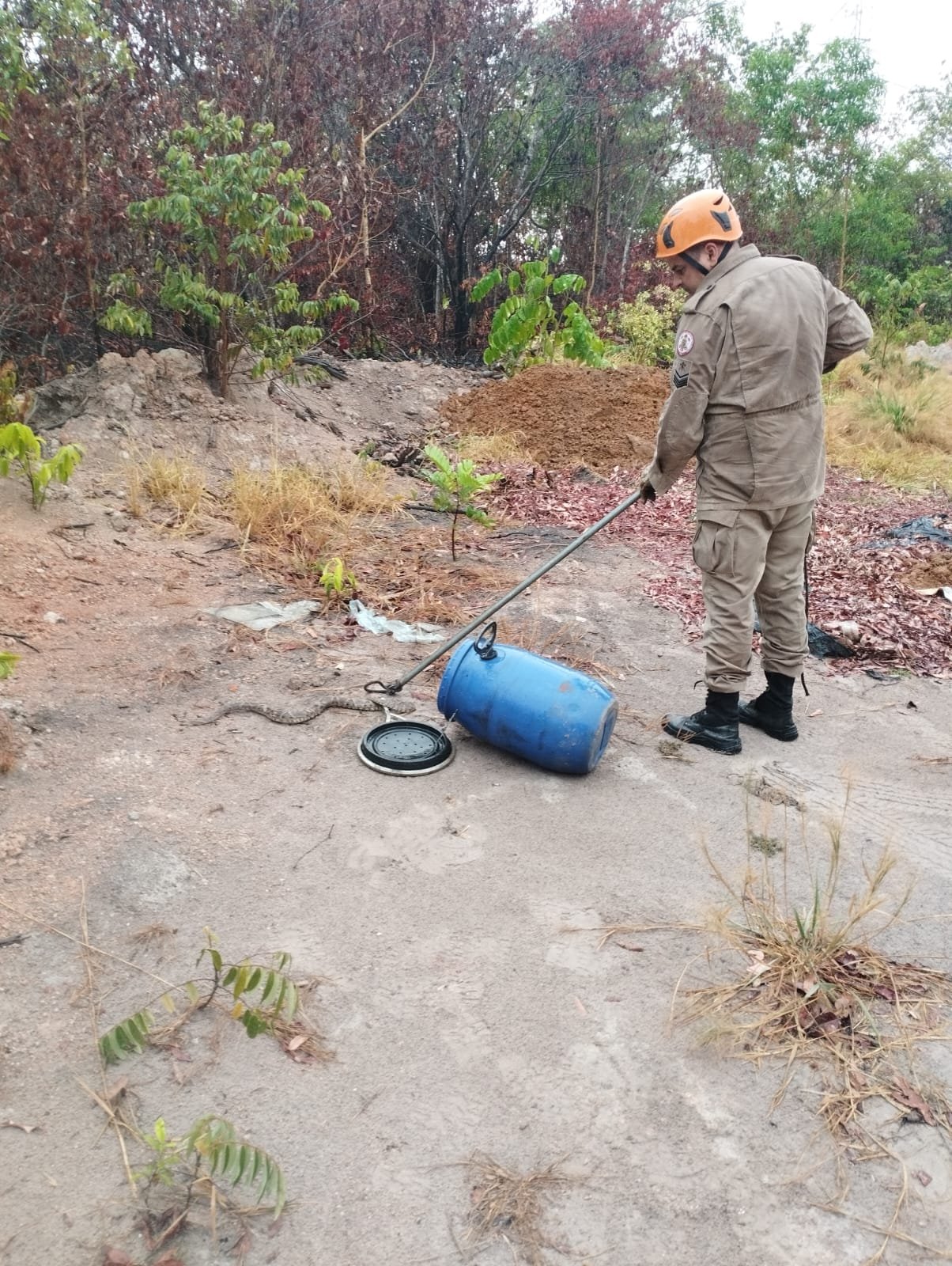 Bombeiros resgatam cobra jararaca de 1 metro em zona urbana