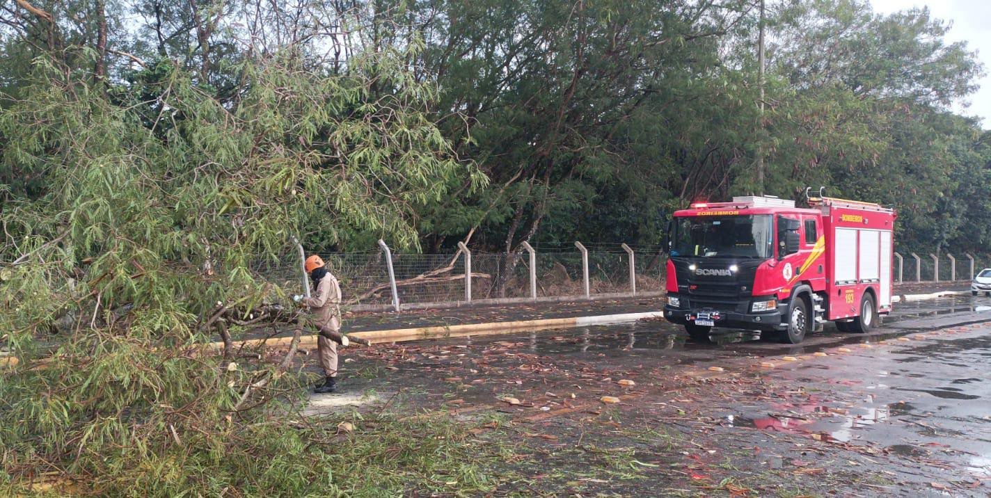 Bombeiros retiram árvore que caiu em cima de carro em avenida