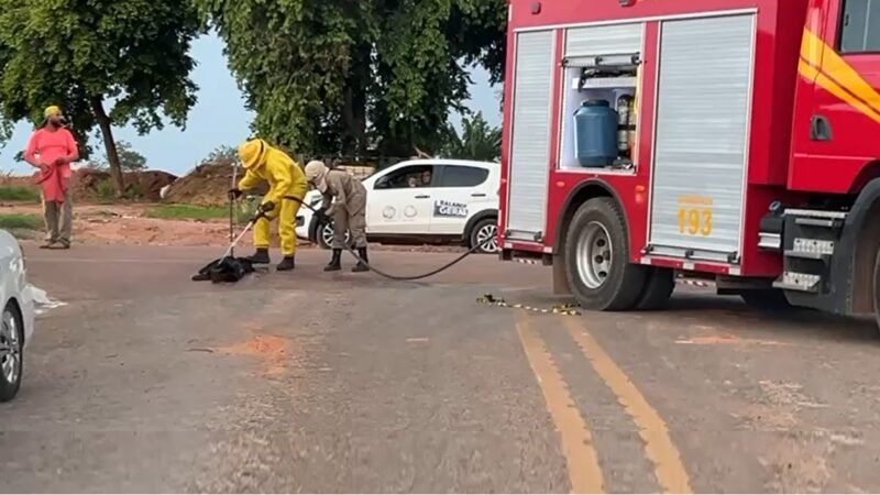 Bombeiros socorrem bebê, crianças e cão atacados por abelhas em Sorriso