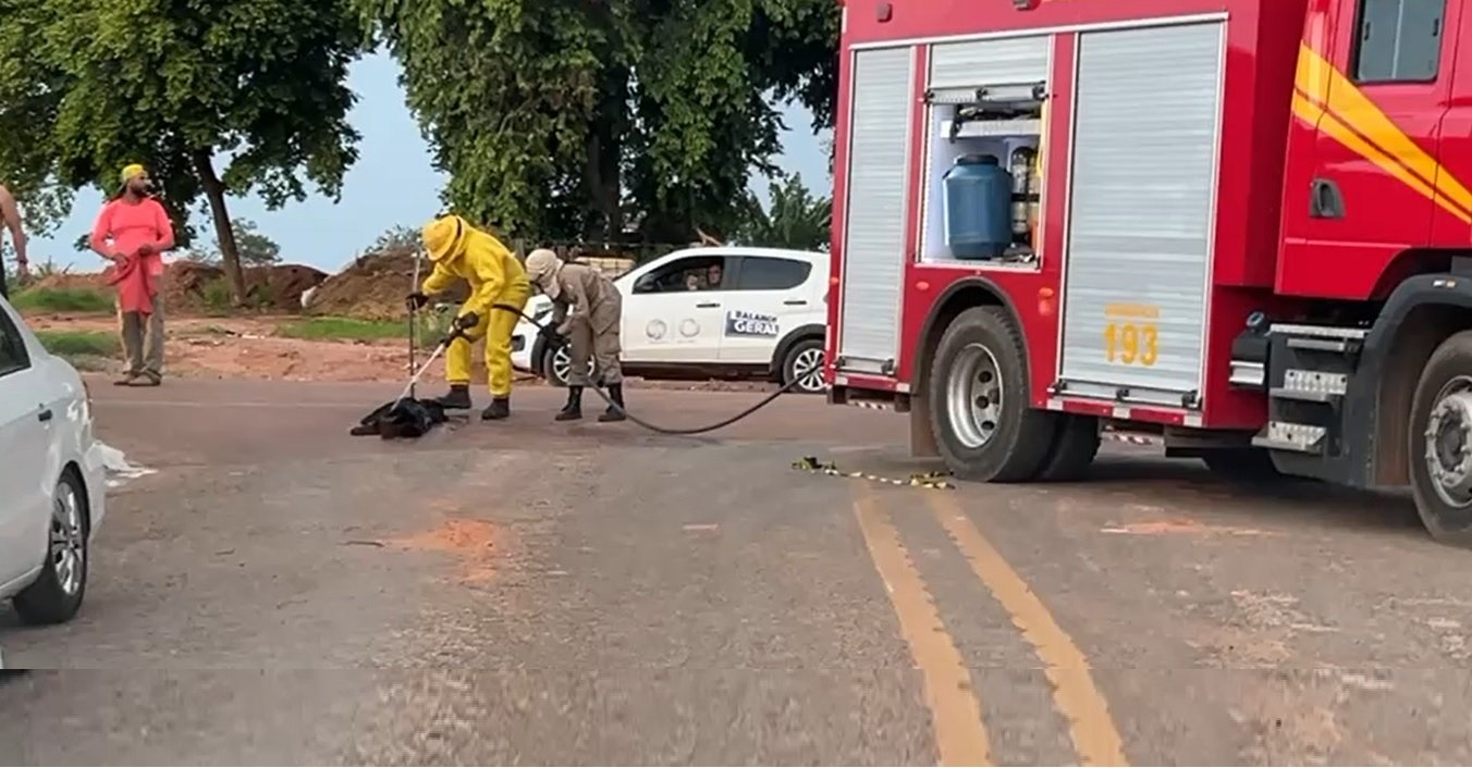 Bombeiros socorrem bebê, crianças e cão atacados por abelhas em Sorriso