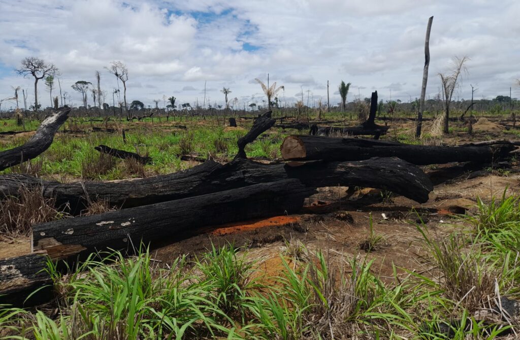 Forças de segurança fiscalizam fazendas no noroeste de MT e aplicam cerca de R$ 24,2 milhões em multas