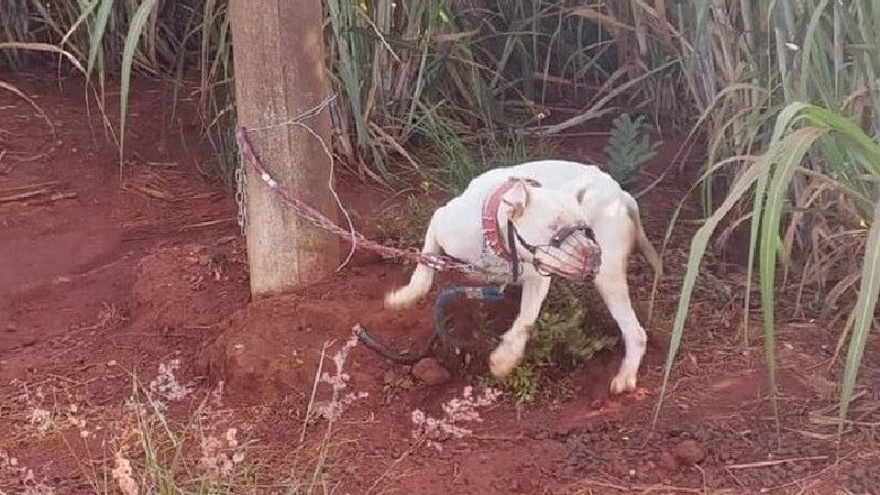 Polícia Militar resgata seis pitbulls vítimas de maus-tratos e prende jovem em flagrante