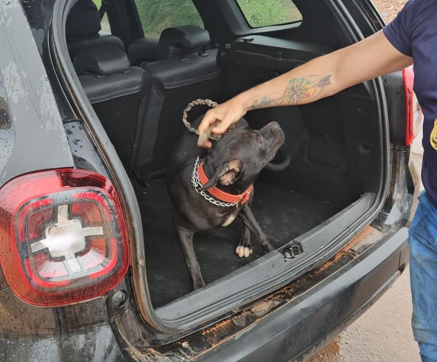 Polícia Civil resgata cachorro vítima de maus-tratos e prende tutor em Várzea Grande