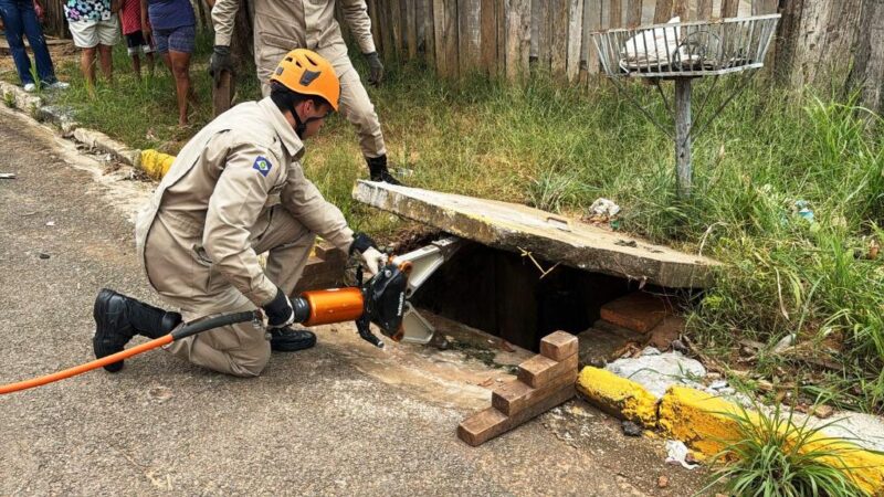 Bombeiros resgatam arara-canindé ferida e filhotes de gato de locais de risco